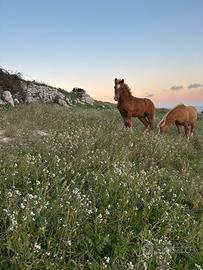 Puledro haflinger