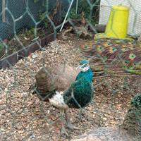 Pavone comune maschio giovane