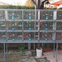 batteria borgovit moduli cm 60