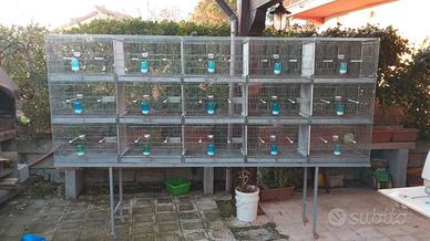 batteria borgovit moduli cm 60