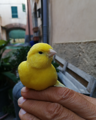 Allevamento amatoriale canarini