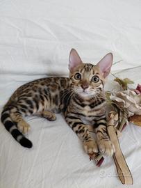 Gatto Bengala