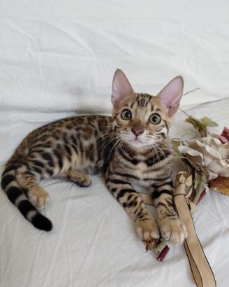 Gatto Bengala