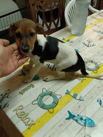 Jack Russell nana