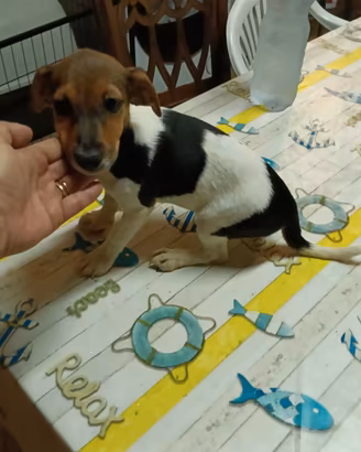 Jack Russell nana