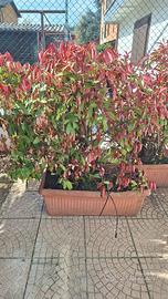 photinia siepe