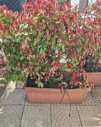 photinia siepe
