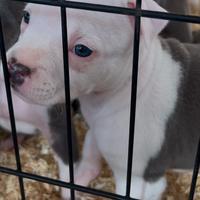 Cucciole Amstaff Blue