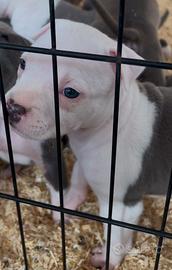 Cucciole Amstaff Blue