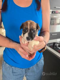 Cuccioli di Jack Russell Terrier