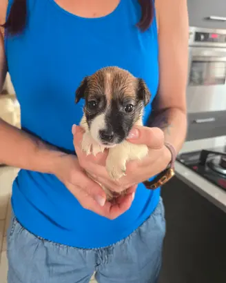 Cuccioli di Jack Russell Terrier