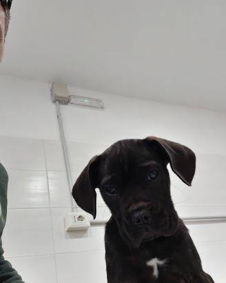 Cucciolo cane corso