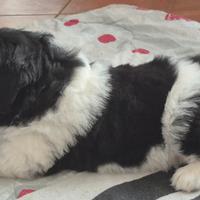 Disponibile cucciola