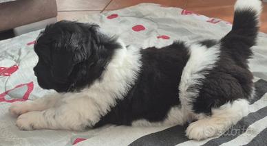 Disponibile cucciola