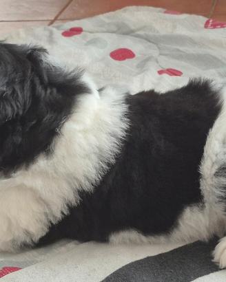 Disponibile cucciola