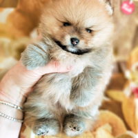 Spitz di Pomerania nano con Pedigree ENCI