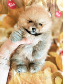 Spitz di Pomerania nano con Pedigree ENCI