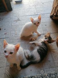 Gattini