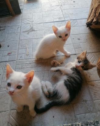 Gattini