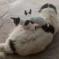 Disponibili cuccioli chihuahua
