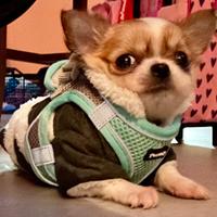 Chihuahua 10mesi
