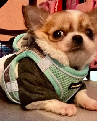 Chihuahua 10mesi