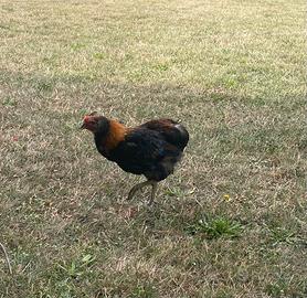 Gallo di razza Araucana
