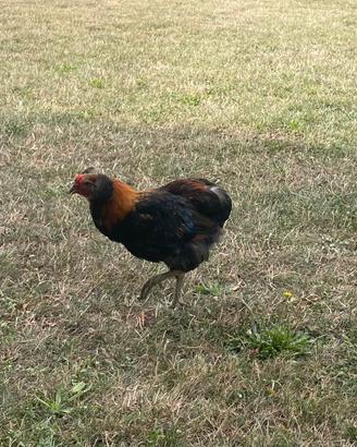 Gallo di razza Araucana