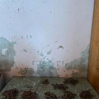 Antiche catene da stalla per mucche