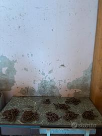 Antiche catene da stalla per mucche