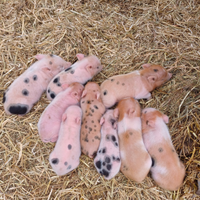 Maialini da compagnia