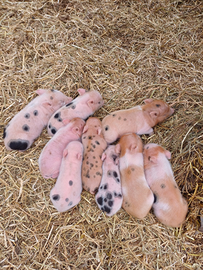 Maialini da compagnia