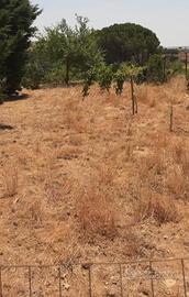 RGE 5/2023 Trib ENNA - LOTTO 2