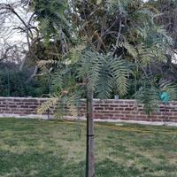 Albero del pepe rosa 
