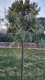 Albero del pepe rosa 