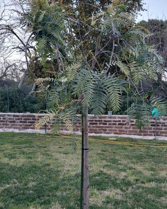 Albero del pepe rosa 