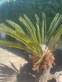 Piante cycas giardino 2 piante