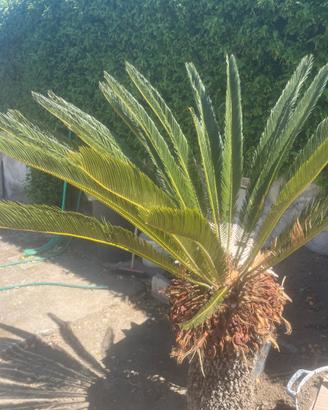 Piante cycas giardino 2 piante
