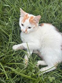 Gattina femmina