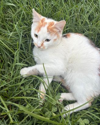 Gattina femmina