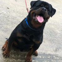 Rottweiler per monta