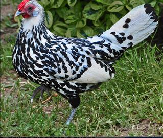 Galline Amburgo