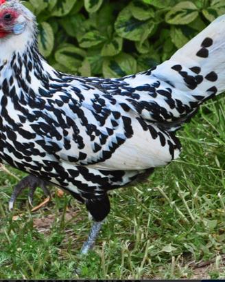 Galline Amburgo