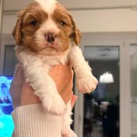 Cucciolo di cavalier king charles Blenheim