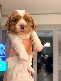 Cucciolo di cavalier king charles Blenheim