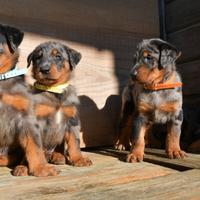 Cuccioli BEAUCERON arlecchino
