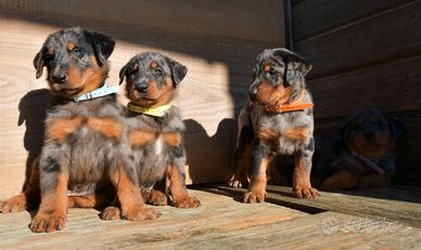 Cuccioli BEAUCERON arlecchino