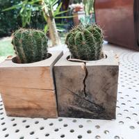 Pianta grassa Echinopsis