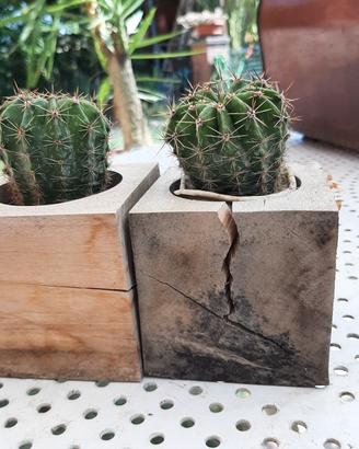 Pianta grassa Echinopsis