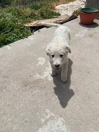 Cuccioli pastore maremmano Abbruzzese